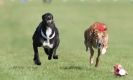 Image 20 in KIMBERLEY AND WYMONDHAM GREYHOUND CLUB. LURE COURSING. FAKENHAM SEPT. 2009