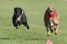 Image 21 in KIMBERLEY AND WYMONDHAM GREYHOUND CLUB. LURE COURSING. FAKENHAM SEPT. 2009