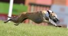 Image 22 in KIMBERLEY AND WYMONDHAM GREYHOUND CLUB. LURE COURSING. FAKENHAM SEPT. 2009