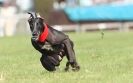 Image 23 in KIMBERLEY AND WYMONDHAM GREYHOUND CLUB. LURE COURSING. FAKENHAM SEPT. 2009