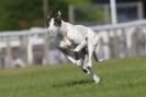 Image 25 in KIMBERLEY AND WYMONDHAM GREYHOUND CLUB. LURE COURSING. FAKENHAM SEPT. 2009