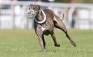 Image 26 in KIMBERLEY AND WYMONDHAM GREYHOUND CLUB. LURE COURSING. FAKENHAM SEPT. 2009