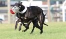 Image 27 in KIMBERLEY AND WYMONDHAM GREYHOUND CLUB. LURE COURSING. FAKENHAM SEPT. 2009