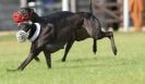 Image 28 in KIMBERLEY AND WYMONDHAM GREYHOUND CLUB. LURE COURSING. FAKENHAM SEPT. 2009