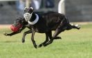 Image 29 in KIMBERLEY AND WYMONDHAM GREYHOUND CLUB. LURE COURSING. FAKENHAM SEPT. 2009