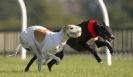 Image 3 in KIMBERLEY AND WYMONDHAM GREYHOUND CLUB. LURE COURSING. FAKENHAM SEPT. 2009