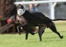 Image 30 in KIMBERLEY AND WYMONDHAM GREYHOUND CLUB. LURE COURSING. FAKENHAM SEPT. 2009