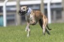 Image 31 in KIMBERLEY AND WYMONDHAM GREYHOUND CLUB. LURE COURSING. FAKENHAM SEPT. 2009