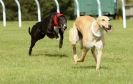 Image 32 in KIMBERLEY AND WYMONDHAM GREYHOUND CLUB. LURE COURSING. FAKENHAM SEPT. 2009