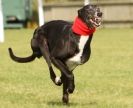 Image 33 in KIMBERLEY AND WYMONDHAM GREYHOUND CLUB. LURE COURSING. FAKENHAM SEPT. 2009