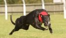 Image 34 in KIMBERLEY AND WYMONDHAM GREYHOUND CLUB. LURE COURSING. FAKENHAM SEPT. 2009