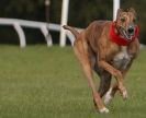 Image 35 in KIMBERLEY AND WYMONDHAM GREYHOUND CLUB. LURE COURSING. FAKENHAM SEPT. 2009