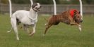 Image 36 in KIMBERLEY AND WYMONDHAM GREYHOUND CLUB. LURE COURSING. FAKENHAM SEPT. 2009