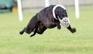 Image 37 in KIMBERLEY AND WYMONDHAM GREYHOUND CLUB. LURE COURSING. FAKENHAM SEPT. 2009