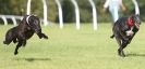 Image 38 in KIMBERLEY AND WYMONDHAM GREYHOUND CLUB. LURE COURSING. FAKENHAM SEPT. 2009