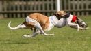 Image 39 in KIMBERLEY AND WYMONDHAM GREYHOUND CLUB. LURE COURSING. FAKENHAM SEPT. 2009