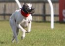 Image 41 in KIMBERLEY AND WYMONDHAM GREYHOUND CLUB. LURE COURSING. FAKENHAM SEPT. 2009