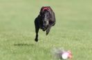 Image 42 in KIMBERLEY AND WYMONDHAM GREYHOUND CLUB. LURE COURSING. FAKENHAM SEPT. 2009