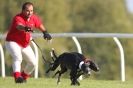 Image 5 in KIMBERLEY AND WYMONDHAM GREYHOUND CLUB. LURE COURSING. FAKENHAM SEPT. 2009