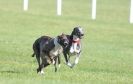 Image 6 in KIMBERLEY AND WYMONDHAM GREYHOUND CLUB. LURE COURSING. FAKENHAM SEPT. 2009