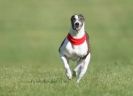 Image 7 in KIMBERLEY AND WYMONDHAM GREYHOUND CLUB. LURE COURSING. FAKENHAM SEPT. 2009