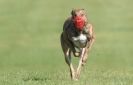 Image 8 in KIMBERLEY AND WYMONDHAM GREYHOUND CLUB. LURE COURSING. FAKENHAM SEPT. 2009