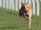 Image 9 in KIMBERLEY AND WYMONDHAM GREYHOUND CLUB. LURE COURSING. FAKENHAM SEPT. 2009