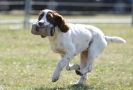 Image 1 in GUNDOG DISPLAYS AT SANDRINGHAM Sept.09