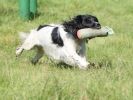 Image 12 in GUNDOG DISPLAYS AT SANDRINGHAM Sept.09