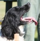 Image 14 in GUNDOG DISPLAYS AT SANDRINGHAM Sept.09