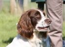 Image 16 in GUNDOG DISPLAYS AT SANDRINGHAM Sept.09