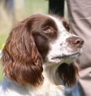 Image 17 in GUNDOG DISPLAYS AT SANDRINGHAM Sept.09