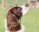 Image 18 in GUNDOG DISPLAYS AT SANDRINGHAM Sept.09