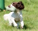 Image 19 in GUNDOG DISPLAYS AT SANDRINGHAM Sept.09