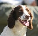 Image 2 in GUNDOG DISPLAYS AT SANDRINGHAM Sept.09