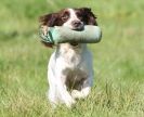 Image 20 in GUNDOG DISPLAYS AT SANDRINGHAM Sept.09