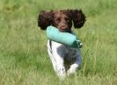 Image 21 in GUNDOG DISPLAYS AT SANDRINGHAM Sept.09