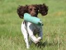 Image 22 in GUNDOG DISPLAYS AT SANDRINGHAM Sept.09