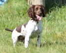 Image 23 in GUNDOG DISPLAYS AT SANDRINGHAM Sept.09