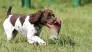 Image 24 in GUNDOG DISPLAYS AT SANDRINGHAM Sept.09