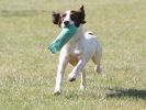 Image 4 in GUNDOG DISPLAYS AT SANDRINGHAM Sept.09