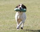 Image 5 in GUNDOG DISPLAYS AT SANDRINGHAM Sept.09