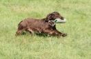 Image 6 in GUNDOG DISPLAYS AT SANDRINGHAM Sept.09