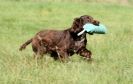 Image 7 in GUNDOG DISPLAYS AT SANDRINGHAM Sept.09