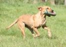 Image 8 in GUNDOG DISPLAYS AT SANDRINGHAM Sept.09