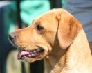 Image 9 in GUNDOG DISPLAYS AT SANDRINGHAM Sept.09