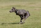 Image 1 in LURCHER RACING AT SANDRINGHAM. SEPT.09