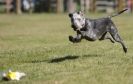 Image 10 in LURCHER RACING AT SANDRINGHAM. SEPT.09