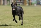 Image 12 in LURCHER RACING AT SANDRINGHAM. SEPT.09