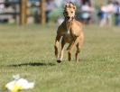 Image 13 in LURCHER RACING AT SANDRINGHAM. SEPT.09